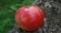 Red Apple / Красное яблоко 5 мл